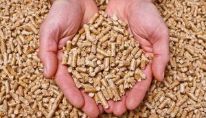 Cómo elegir los pellets: algunos consejos